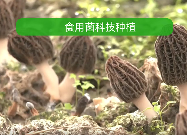 ʳ�þ��Ƽ��Nֲ